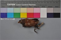 藏品(黑頭文鳥)的圖片